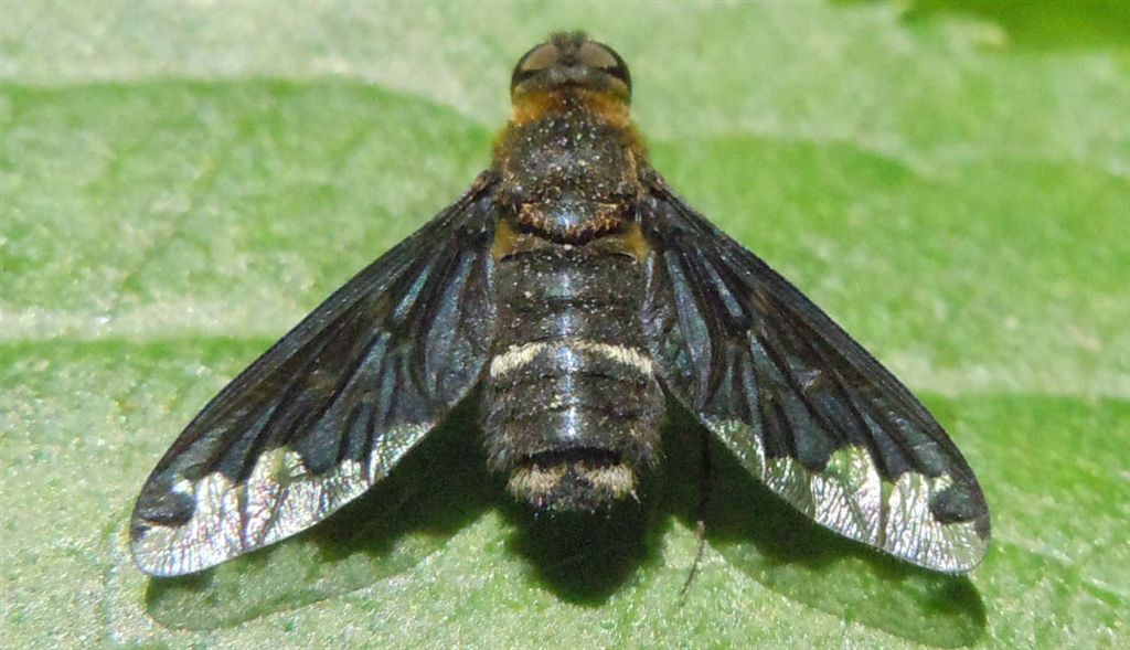 Hemipenthes velutina